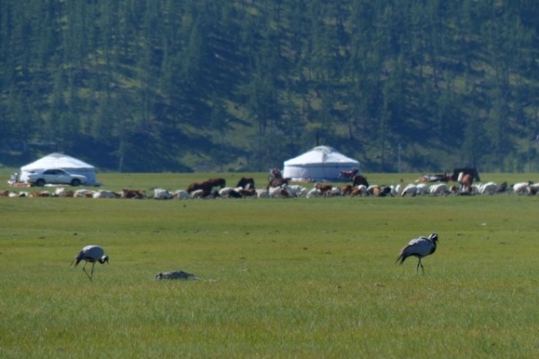 A little better version of the cranes and the goats and sheep.