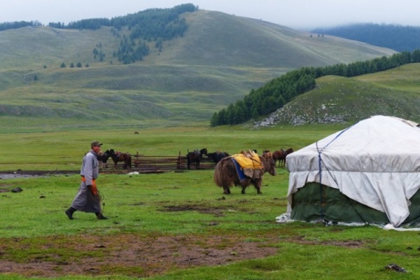 A yak after being dressed for business, packing business.