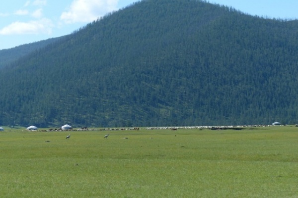Cranes working the grass.
