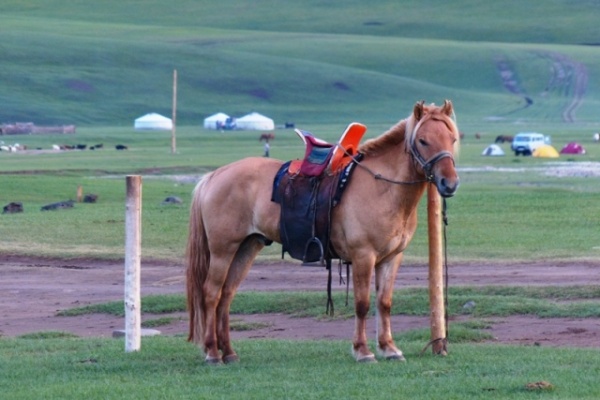 Interesting saddles and horses.