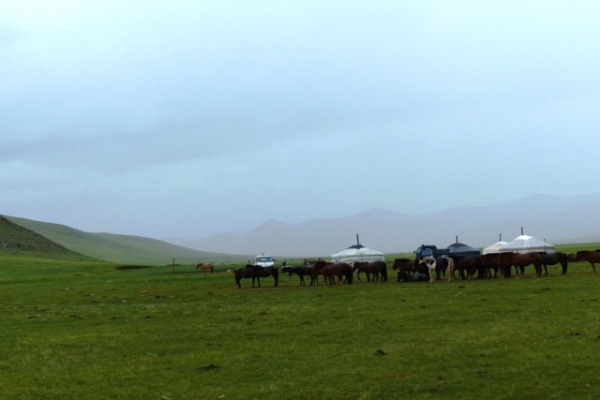 The horse herd around the yurt.