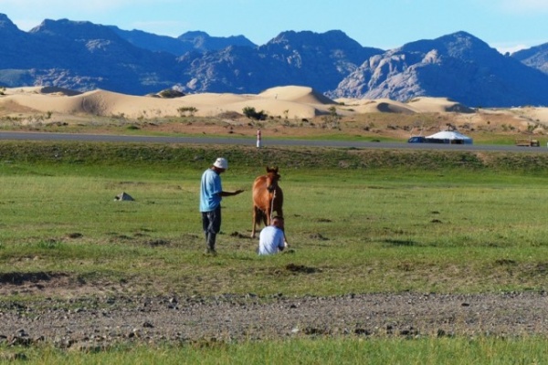Working with a young horse. The "mini-Gobi" is in the background.  An area of growing desertification.